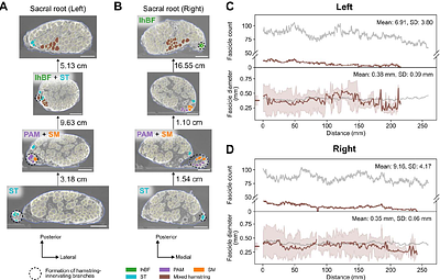 Mapping the Fascicular Morphology and Organization of the Human Sciatic Nerve via High-Resolution MicroCT Imaging