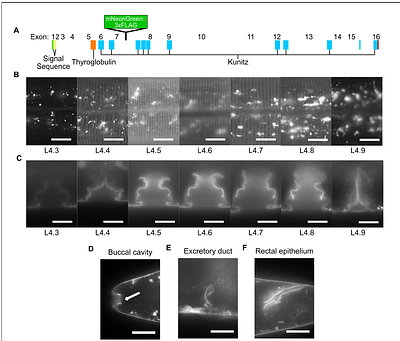 MLT-11 is a transient apical extracellular matrix component required for cuticle patterning and function