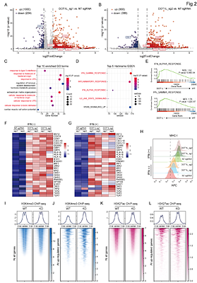 Dual function of DOT1L suppresses tumor intrinsic immunogenicity in hepatocellular carcinoma
