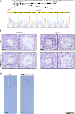 TCTEX1D2 has two distinct functions in sperm flagellum formation in mice; cytoplasmic dynein 2 and inner dynein arm.