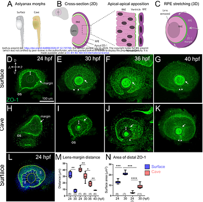 The retinal pigment epithelium undergoes anisotropic stretching and nuclear size scaling during optic cup morphogenesis in a fish model.