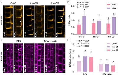 TOW links TIR1/AFB-mediated signalling with Receptor-Like Kinases in auxin canalization