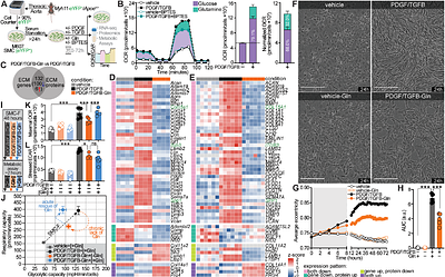 Dietary depletion of glutamine is atheroprotective
