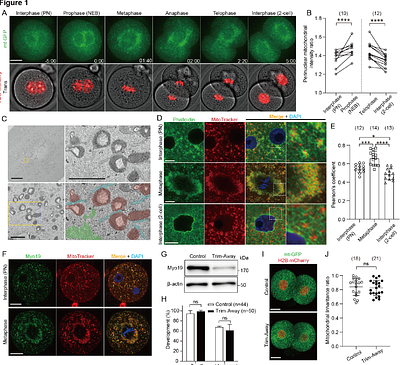 Redistribution of fragmented mitochondria ensure symmetric organelle partitioning and faithful chromosome segregation in mitotic mouse zygotes