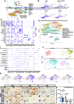VEGF-C-mediated Cardiac Lymphangiogenesis Promotes Inflammation Resolution in Autoimmune Acute Myocarditis in Mice