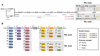 Machine learning-guided optimization of p-coumaric acid production in yeast