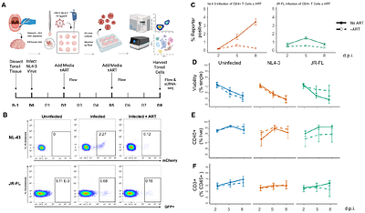 A transcriptional continuum links viral burden and host-cell biology in human lymphoid tissue