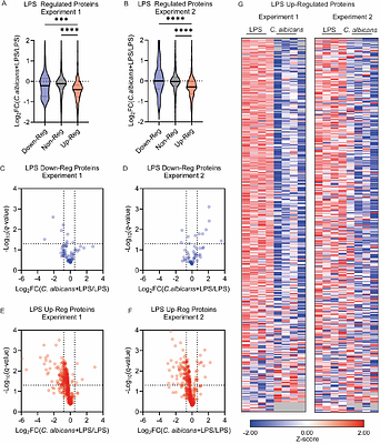 Candida albicans infection suppresses Lipopolysaccharide or Pseudomonas aeruginosa stimulated murine bone marrow derived macrophage (BMDM) responses