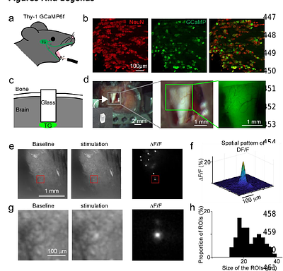 Intermingled representation of oral cavity in mouse trigeminal ganglion