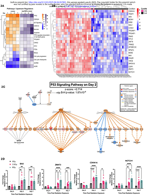 A human ex vivo model of radiation-induced skin injury reveals p53-driven DNA damage signaling and recapitulates a TGFβ fibrotic response
