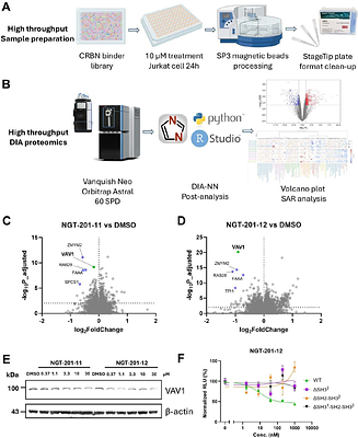 Beyond the G-Loop: CRBN Molecular Glues Potently Target VAV1 via a Novel SH3 RT-Loop Degron