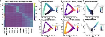 Dynamic regulation of long non-coding RNAs across asexual andgametocyte development in Plasmodium falciparum
