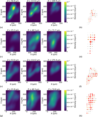 Topological Analysis of Multi-Network Threading in the Pancreas