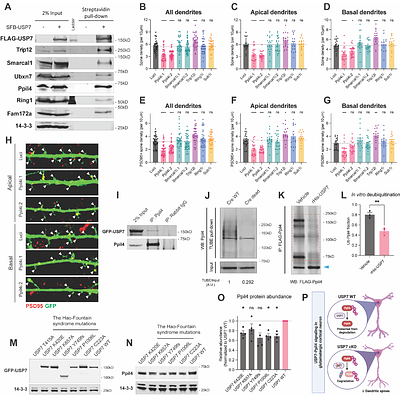The Hao-Fountain syndrome protein USP7 regulates neuronal connectivity in the brain via a novel p53-independent ubiquitin signaling pathway