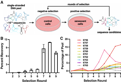 An unbiased cell-culture selection yields DNA aptamers as novel senescent cell-specific reagents