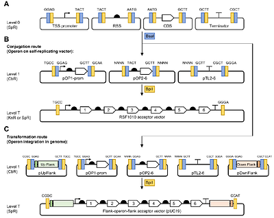 CyanOperon: an operon building expansion for the CyanoGate MoClo toolkit