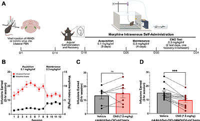 Parabrachial CGRP Neurons Regulate Opioid Reinforcement