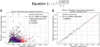 The Kinetic Intron Hypothesis