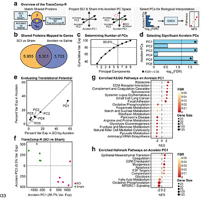 Proteomic analysis reveals shared biological pathways linking acrolein to biomolecular changes in the acute phase of rat spinal cord injury