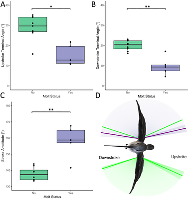 Winging it: Unveiling how hummingbirds alter their flying kinematics during molt.