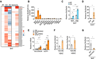 Slc25a34-Mediated Mitochondrial-to-Cytoplasmic AMP Transport Activates Brown Adipose Tissue Thermogenesis