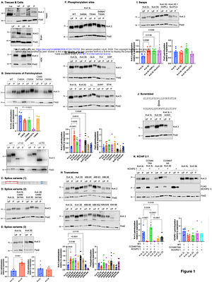 A phosphorylation-dependent mechanism controls splice variant-specific S-palmitoylation of cardiac Kv4.3