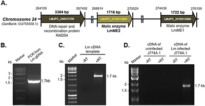 Functional characterization of a cytosolic malic enzyme crucial for pyridine nucleotide homeostasis, redox balance, and virulence in Leishmania major