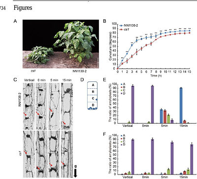 CREEPING STEM1 Regulates Directional Auxin Transport for Lodging Resistance in Soybean
