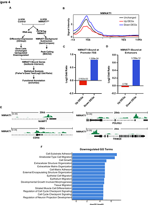 NMNAT1 Binding at Promoters and Enhancers Couples NAD+ Synthesis to RNA Polymerase II Engagement