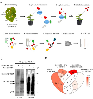 TurboID-based proximity-dependent labeling using SOBIR1 as a bait in potato leads to the identification of novel defense-related signaling partners