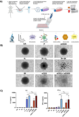 TCR-dependent and TCR-independent in-vitro T cell activation generate distinct functional, metabolic, and cytokine programs: Protein kinase C signalling augments anti-CD3+anti-CD28 responses