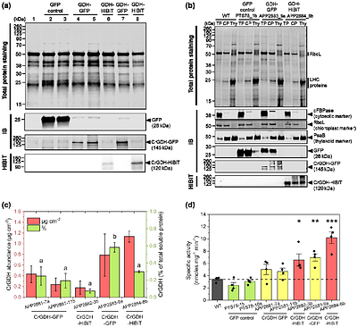 Chloroplast expression of Chlamydomonas glycolate dehydrogenase en route to an improved photorespiratory bypass