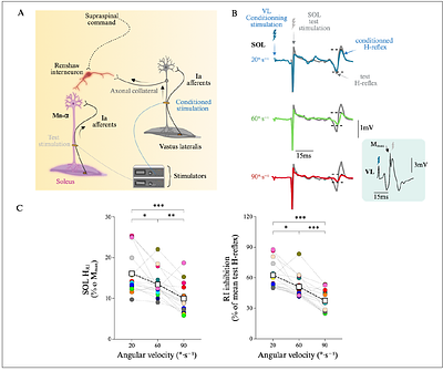 Recurrent inhibition, not presynaptic inhibition, contributes to the velocity-dependent control of motoneuron output during eccentric contractions