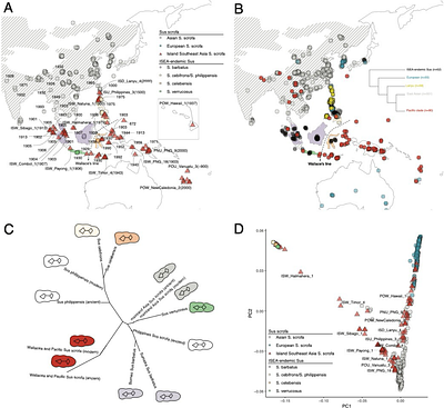 Genomic and morphometric evidence for Austronesian-mediated pig translocation in the Pacific