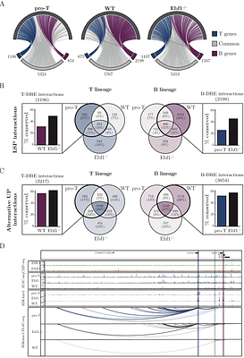 Chromatin interaction-based annotation of distal cis-regulatory elements reveals highly dynamic promoter-enhancer interactions in lymphocyte development