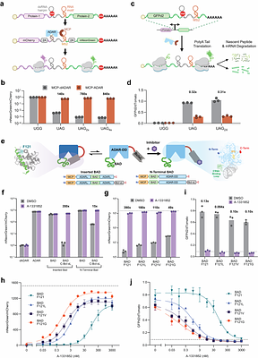 Engineered Allosteric RNA Editors Enable Compact, Stimulus-Responsive Post-Transcriptional Circuits