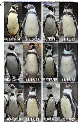Deep learning-based photo-identification for non-invasive monitoring of animal populations: Application to penguins and tortoises