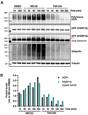 Discovery of ester-linked ubiquitylation of PARP10 mono-ADP-ribosylation in cells: a dual post-translational modification on Glu/Asp side chains