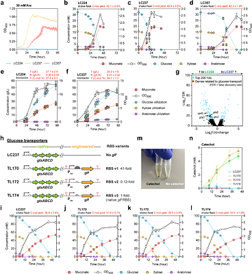 Pathway selection for arabinose utilization in Pseudomonas putida reveals a rate-yield tradeoff in muconic acid production from lignocellulosic sugars