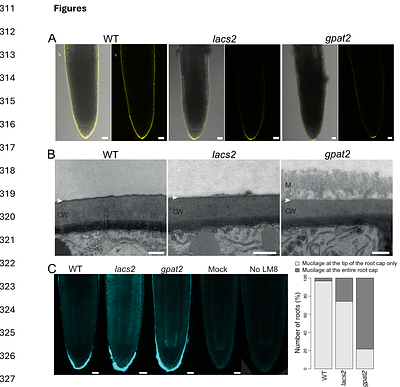 GPAT2 plays a role in the root cap cuticle formation of Arabidopsis that is not redundant to GPAT4 and GPAT8