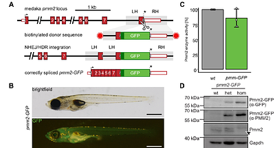 Establishing an auxin-inducible GFP nanobody-based acute protein knockdown system to mimic hypomorphic mutations during early medaka embryogenesis