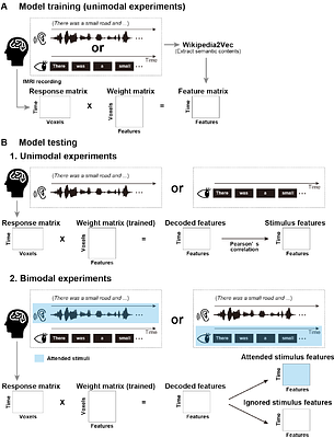 Modulation of decodable semantic features of brain activity via selection attention