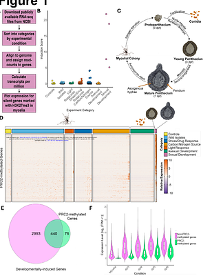 Polycomb repressive complex 2 regulates sexual development in Neurospora crassa