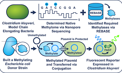Enabling Plasmid-based Expression in Clostridium kluyveri using a Biparental Methylation-Conjugation System
