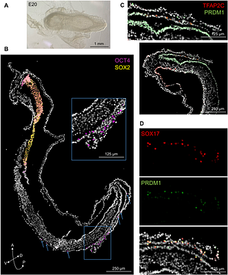 Molecular profiling of bovine primordial germ cell specification and migration onset reveals a conserved program in bilaminar disc embryos