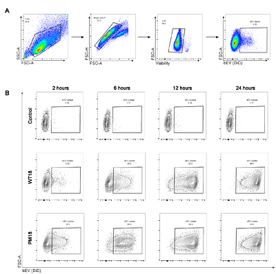 Bacterial extracellular vesicles as a tunable platform for vaginal drug delivery