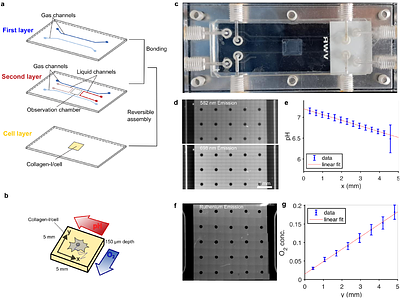 A microfluidic model to recapitulate pH and oxygen gradients in solid tumors