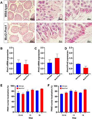 Protamine sequence determines species-specific nuclear shape and histone retention