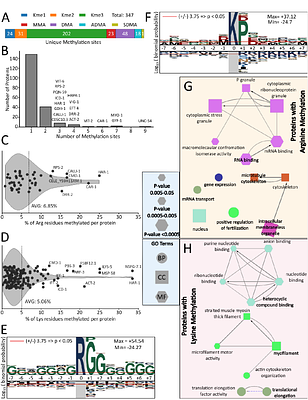 LC-MS profiling of prmt-1 and prmt-5 knockout C. elegans reveals PRMT-1 substrates and global proteome remodeling