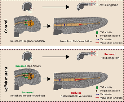 Long-Range Coupling of Posterior Cell Addition and Anterior Vacuolation Provides Robustness in Notochord Elongation.